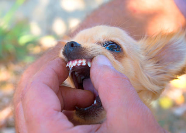 Smaller breeds health issues. Retained diciduous teeth. Smaller breeds health issues. Retained diciduous teeth. Chihuahua Dental Care chihuahua dog photos stock pictures, royalty-free photos & images