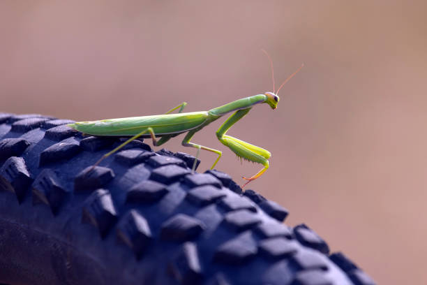 istock green mantis on a bicycle wheel close-up 1183647553