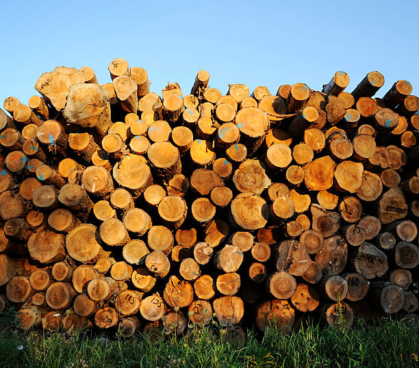 istock Pile of logs at sunset 118364878