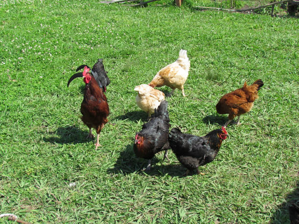istock Hen raised out of the chicken coop. 1183650237