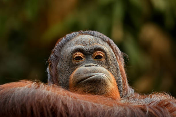 angry orangutan close-up portrait of an orangutan angry monkey stock pictures, royalty-free photos & images