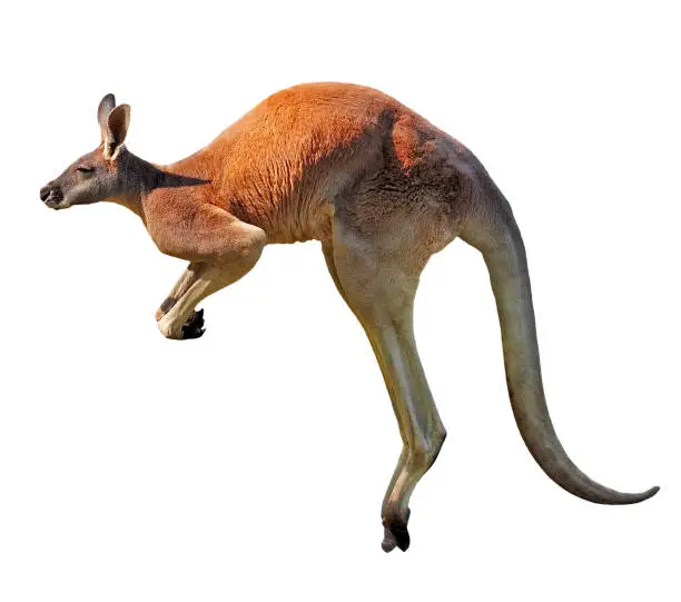 Photo of jumping red kangaroo
