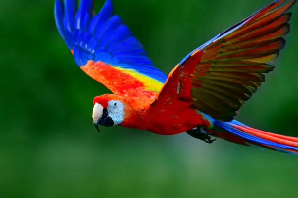Photo of Scarlet macaw flying in nature