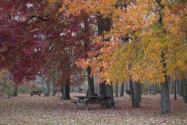 istock autumn color leaves trees in the park 1183652206