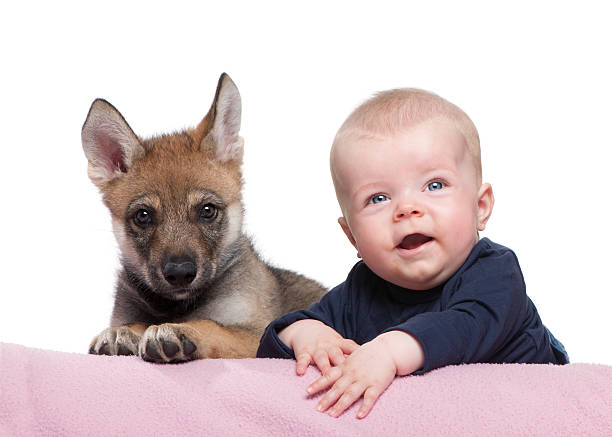 portrait de bébé garçon avec jeune loup européenne, cliché en studio - louveteau gris photos et images de collection