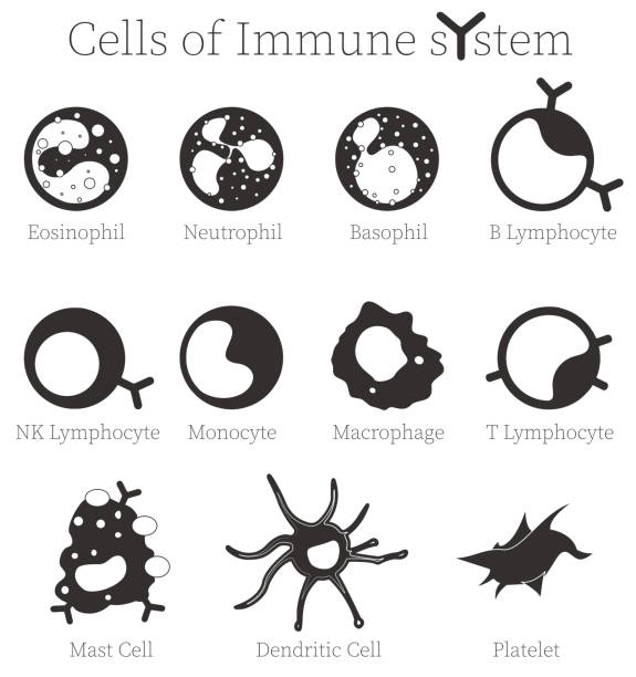 illustrazioni stock, clip art, cartoni animati e icone di tendenza di esercito di cellule immunitarie - diversi tipi di cellule del sistema immunitario umano che combattono le infezioni. - blood cell cell human cell animal cell