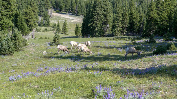 山の洗濯バーンの紫色のルピン野生の花の間で放牧ビッグホーン羊の広いビュー - montana mountain lupine meadow ストックフォトと画像