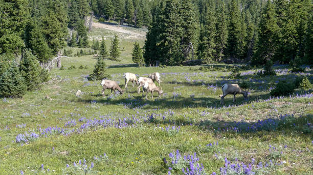 широкий вид bighorn овец выпаса среди фиолетовых полевых цветов люпина на горе washburn - montana mountain lupine meadow стоковые фото и изображения