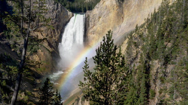 istock lower falls with a rainbow and pine trees at yellowstone 1183654851