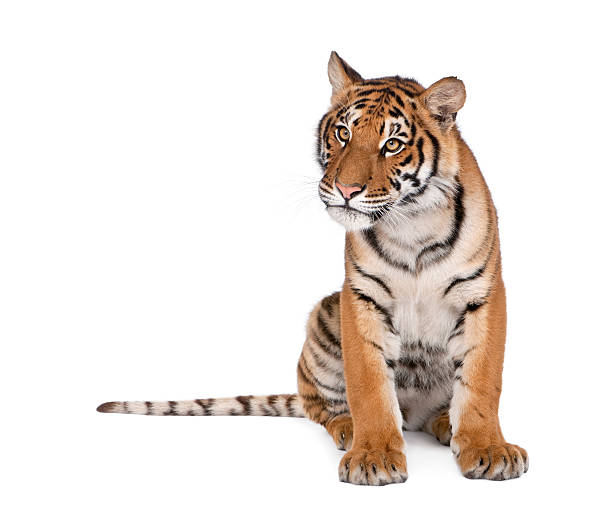 istock Bengal Tiger, Panthera tigris, 1 year old, sitting 118365527