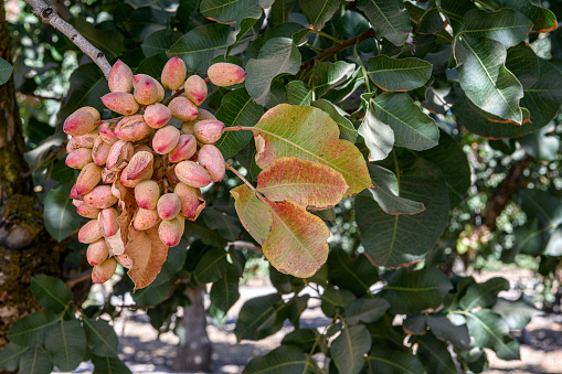 Close-up of ready for harvesting pistachio (Pistacia vera) nuts on tree.\n\nTaken in the San Joaquin Valley, California, USA.