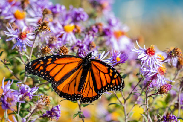 istock Butterfly on the blue flowers, close-up 1183657195