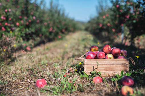 Crate with red apples standing in orchard, apple harvesting season.