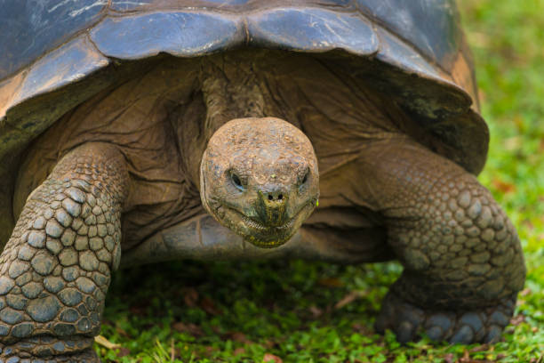 istock Giant Tortoise on Galapagos Islands 1183658357