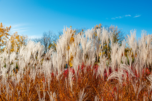 Full frame background of perennial switch grass, native to North America