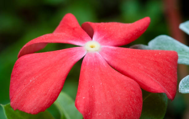 istock Close-up of a red Vinca flower 118366125