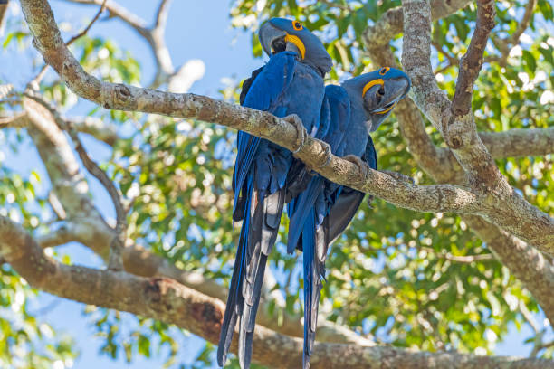 istock A Pair of Hyacinth Macaws in a Tree 1183661633