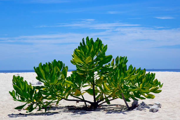 Tropical Paradise Landscape on the beach