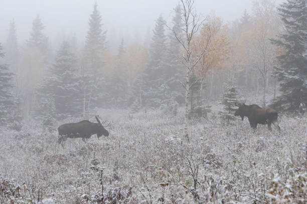 two bull mooses challenging on first snow, alces alces. - canada moose winter snow imagens e fotografias de stock