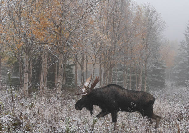 łoś byka chodzenie na pierwszy śnieg, alces alces. - canada moose winter snow zdjęcia i obrazy z banku zdjęć