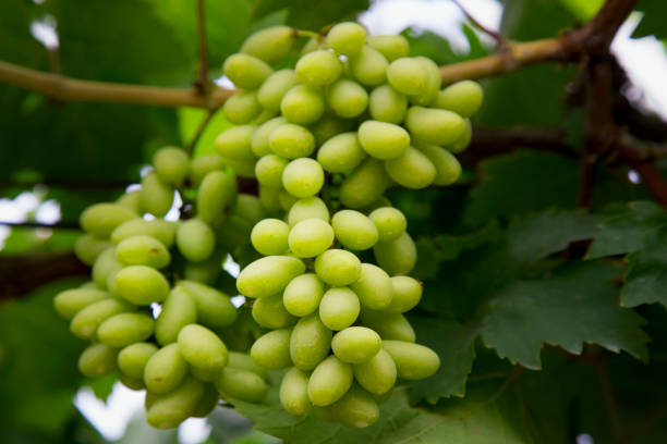 Close-up of white wine grapes stock photo