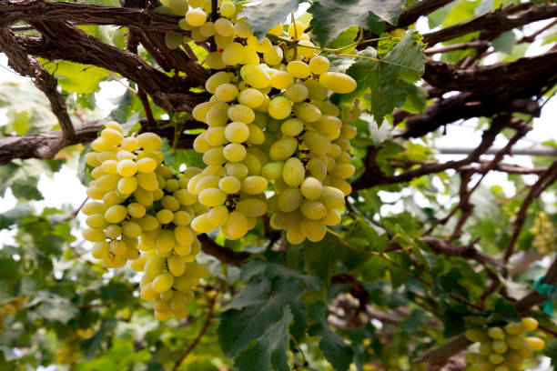 istock Close-up of white wine grapes 1183663263