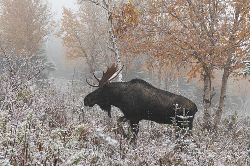 Moose on first snow in autumn in Gaspesia, Canada. Mating season, rut. Morning fog.