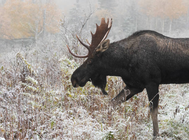 istock Bull moose walking on first snow, Alces alces. 1183664424