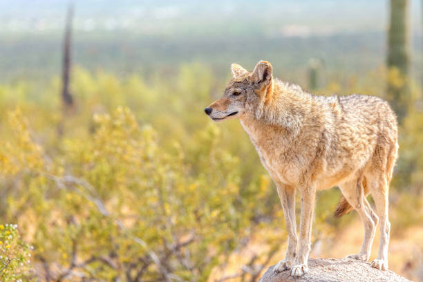 Coyote in the Wild Desert Observing the Horizon Desert Coyote Surveying Its Territory Standing on a Rock in the Wild Sonoran Desert. Coyote Surrounded by Yellow Bristle Bush Flowers Under the Bright Sun sonoran desert stock pictures, royalty-free photos & images