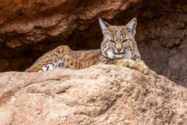 Bobcat Resting in the Shade Closeup Bobcat Rests in the Shade at the Entrance of a Cave and Observes Its Territory sonoran desert stock pictures, royalty-free photos & images