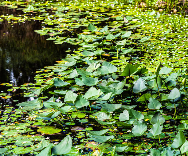 istock Scenic lily pads on a pond, beauty and tranquility in nature 1183665270