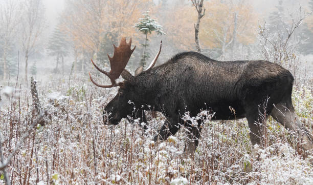 bull moose walking on first snow, alces alces. - canada moose winter snow imagens e fotografias de stock