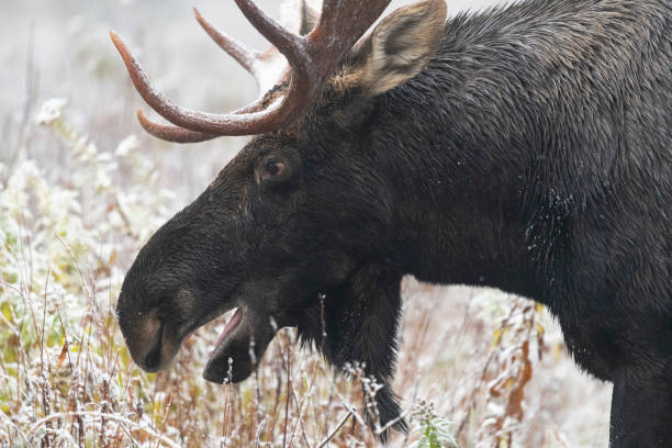 bull moose on first snow, alces alces, close-up of the head - canada moose winter snow imagens e fotografias de stock