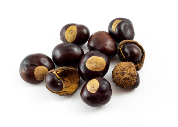 istock a group of horse chestnuts (conkers) on white background 1183665564