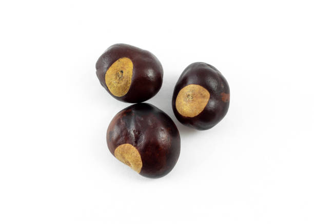 istock a group of horse chestnuts (conkers) on white background 1183665576