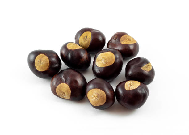 istock a group of horse chestnuts (conkers) on white background 1183665586