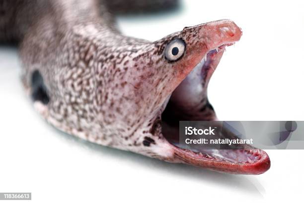 Head Of Moray Eel Stock Photo - Download Image Now - Animal, Animal Body Part, Animal Head