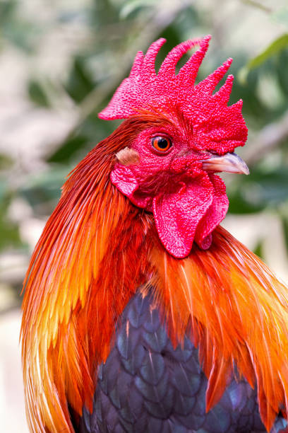 istock Colorful Rooster Closeup 1183666928