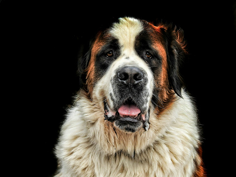 Retrato de perro de San Bernardo photo