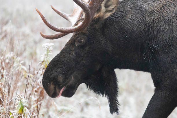 bull moose on first snow, alces alces, close-up of the head - canada moose winter snow imagens e fotografias de stock