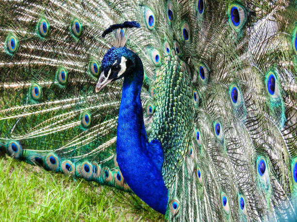 istock Male Peacock Profile Portrait 1183668329