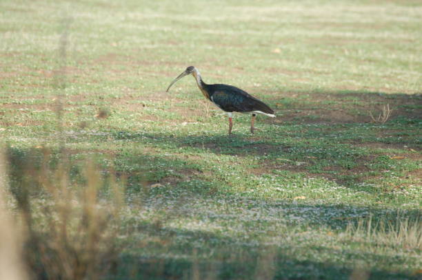 istock Australian Strawnecked Ibis Bird 1183670278