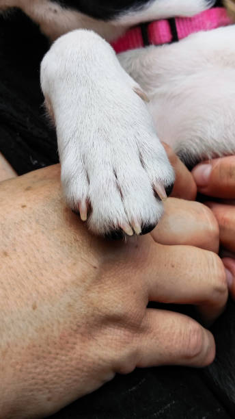 istock Dog's Paw Touching Human Hand 1183670988