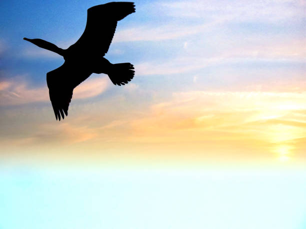 istock Cormorant Bird Flying In The Sunset Sky 1183671014