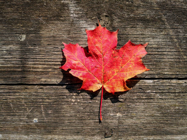 istock Autumn maple leaf on the picnic table,Ontario, Canada 1183671817