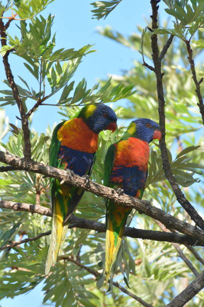 istock Pair of Rainbow Lorikeet Birds 1183672035