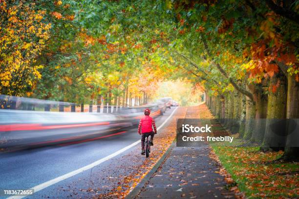 Man Riding Bicycle On Street Surrounded By Autumn Foliage While Cars Passing Quickly Stock Photo - Download Image Now