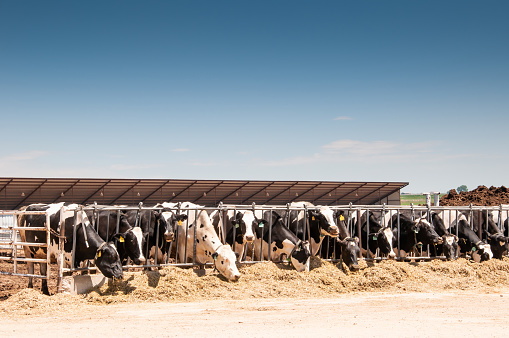 Milk cows feeding on a modern dairy under a bright blue sky in central Colorado, USA