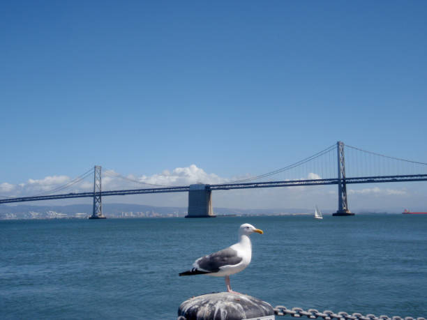 istock Seagull rests on piller in front of the Bay Bridge 1183672800