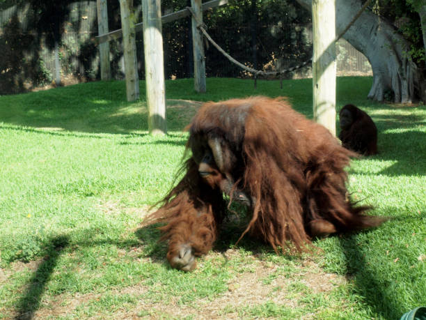 istock Rusti the Orangutan walking around at the Honolulu Zoo 1183672802